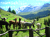 Berghütte Lama